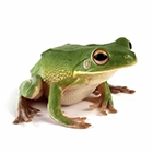 Rana exótica - biodiversidad